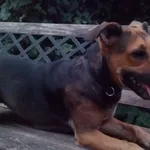 28.07.2022. Średniej wielkości młoda (prawdopodobnie ok. 1 roku) suczka. Czarna podpalana z jasnobrązową głową. Ma nową czarną parcianą obrożę. Błąkała się po jezdni na Kilińskiego.