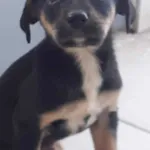 Oddam pieska w dobre ręce