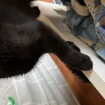 Zaginął kot, Łódź, 28 lipca 2022