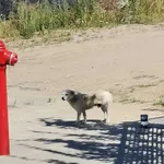 Błąka się Gdańsk Maćkowy