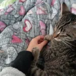 Poszukuję kota wyszedł wczoraj około 20 okolice ulicy  42   w Łodzi rasa europejska w prążki ciemny ciemne poduszki długie wąsy  wypsdajace oczy żułte końcówka ogona czarna po kastracji  reaguje na im