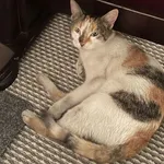 Znaleziono kota, Grudziądz, 29 lipca 2022