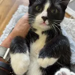 Przedstawiam Wam kotka przytulankę.