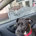 Wydam psa kundelka pies idealny na podwórko