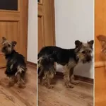 Znaleziony w Bojanie - mógł się długo błąkać