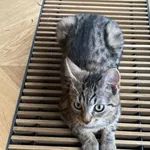 Zaginął kot, Gdynia, 30 lipca 2022