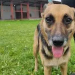 Znaleziono psa, Rudniki, 30 lipca 2022