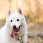 Snow - w typie rasy syberian husky, nie ma szczęścia do ludzi…