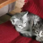 Oddam kocięta w dobre ręce