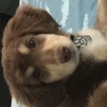 dzień dobry.
zaadoptowałam psa i doznałam się, że mam alergię; mój chłopak też ma alergię. o jego alergii wiedzieliśmy, a o mojej doznaliśmy kidy zaadoptowali Hannuri.
 nie wiemy co robić, bo były wła