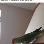 Zagineło zwierzę, Warszawa, 27 lipca 2022