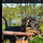 Od  31 grudnia szukamy naszej  suni Miki...niestety brak czipa..a wszelkie zabezpieczenia zostały  przy szelkach  gdy z nich wyskoczyła..
Będziemy  wdzięczni  za kazdą informację