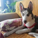 Zaginął pies, Łódź, 24 lutego 2022