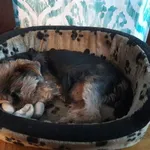 Zaginął pies, Kraków, 29 lipca 2022