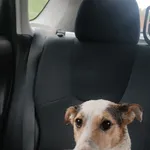 Znaleziono pieska Jack Russell terrier