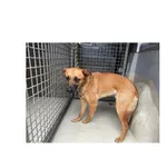 Znaleziono psa, Białystok, 25 maja 2022