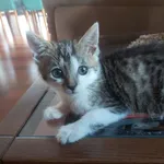 Oddam kota, Sokolniki Gwiazdowskie, 29 lipca 2022