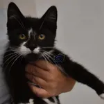 Znaleziono kota, Szczecin, 31 lipca 2022