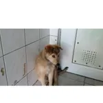 Letti (P-5209/22) suczka urodzona w kwietniu 2022 r., przyjechała do Schroniska z ul. Sosabowskiego w dniu 25.07.2022 r.