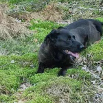 duży czarny pies/suka kto szuka