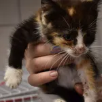 Kot do adopcji, Szczecin, 30 lipca 2022