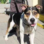 Znaleziono psa, Łódź, 31 lipca 2022