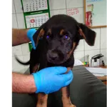 Jorguś (P-5177/22) piesek, urodzony w kwietniu 2022 r., przyjechał do Schroniska z ul. Chrobrego w dniu 05.07.2022 r.