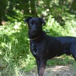 Znaleziono psa, Toruń, 1 maja 2022