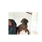 Leo (P-5185/22) piesek, urodzony w maju 2022 r.,  przyjechał do Schroniska z ul. Ciołkowskiego w dniu 07.07.2022 r.