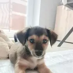 suczka AZALIA (poz. 22/0466)