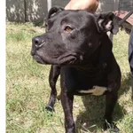 Znaleziono psa, Białystok, 30 czerwca 2022