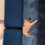 Zaginął kot, Łódź, 12 sierpnia 2022