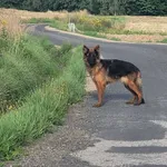 Znaleziono psa, Wadowice, 12 sierpnia 2022