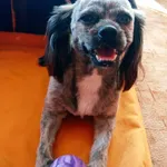 Ok dwóch temu w okolicy ulicy gąsiorka w Brzezinach znaleziono psa bez chipa bez obroży, nie uciekał przed autami. Szukaliśmy w okolicy właściciela ale bezskutecznie. Piesek jest zadbany przyjacielski