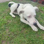 Znaleziono psa, Stromiec, 12 sierpnia 2022