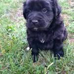 Oddam suczkę, czarna z dłuższą sierścią