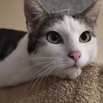 Zaginął kot, Staniszów, 12 sierpnia 2022