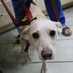 Znaleziono psa, Łódź, 13 sierpnia 2022