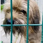 Zaginął pies w Opatówku