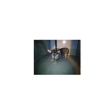 Nuśka (P-5200/22) suczka urodzona w maju 2018 r., przyjechała do Schroniska z ul. Boboli w dniu 16.07.2022 r.