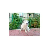 Tedi (P-55206/22) piesek urodzony w czerwcu 2021 r. przyjechał do Schroniska z ul. Armii Krajowej w dniu 22.07.2022 r.