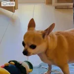 Zaginął pies, Łódź, 15 sierpnia 2022