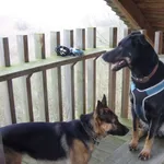 Zaginął pies, Ryn, 20 sierpnia 2022