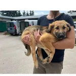 Koda (nr rej. P-5236/22) suczka przyjechała do Schroniska z ul. Zwycięstwa w dniu 17.08.2022 r.