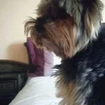 Zaginął pies, Kartuzy, 20 sierpnia 2022