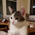 Zaginęła Lili Ojca Beyzyma/Hallera