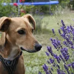 Zaginął pies, Częstochowa, 20 sierpnia 2022