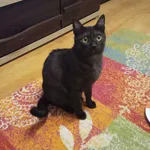 Zaginął kot Mirandy  Kopernik Legnica