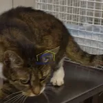 Znaleziono kota, Szczecin, 31 lipca 2022