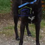 TOSIA
nr boksu: B-21